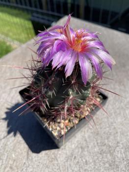 Thelocactus bicolor